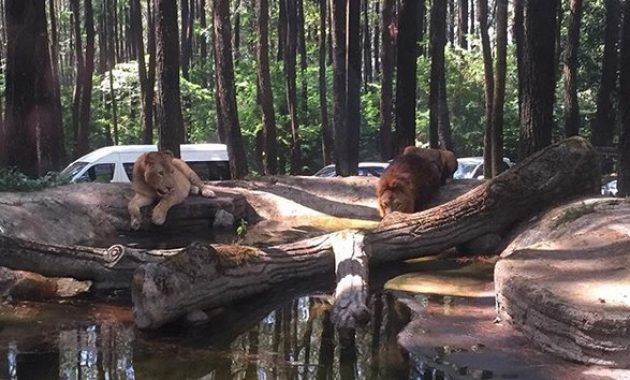 10 Gambar Taman Safari Prigen - Harga Tiket Masuk Peta Alamat Video Wisata Pasuruan 1600417902 1 10 Gambar Taman Safari Prigen Harga Tiket Masuk Peta - 10 Gambar Taman Safari Prigen - Harga Tiket Masuk Peta Alamat Video Wisata Pasuruan