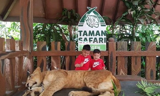 10 Gambar Taman Safari Prigen - Harga Tiket Masuk Peta Alamat Video Wisata Pasuruan 1600417903 275 10 Gambar Taman Safari Prigen Harga Tiket Masuk Peta - 10 Gambar Taman Safari Prigen - Harga Tiket Masuk Peta Alamat Video Wisata Pasuruan