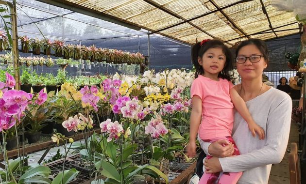 Harga Tiket Masuk Taman Anggrek Ragunan, Lokasi Jakarta Selatan 1600429162 71 Harga Tiket Masuk Taman Anggrek Ragunan Lokasi Jakarta Selatan - Harga Tiket Masuk Taman Anggrek Ragunan, Lokasi Jakarta Selatan