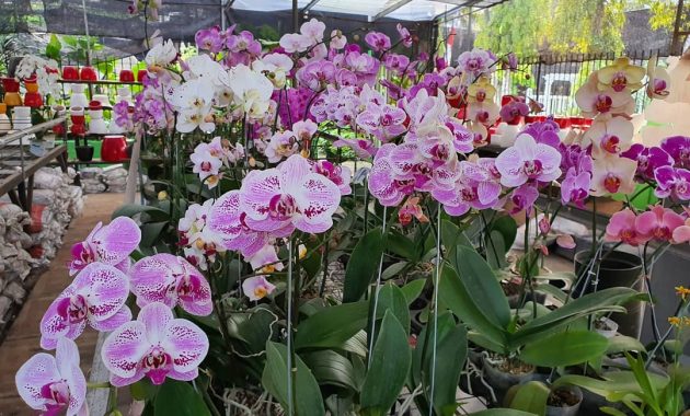 Harga Tiket Masuk Taman Anggrek Ragunan, Lokasi Jakarta Selatan 1600429165 924 Harga Tiket Masuk Taman Anggrek Ragunan Lokasi Jakarta Selatan - Harga Tiket Masuk Taman Anggrek Ragunan, Lokasi Jakarta Selatan