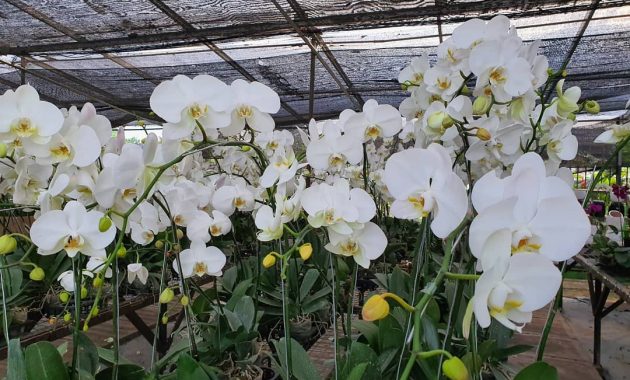 Harga Tiket Masuk Taman Anggrek Ragunan, Lokasi Jakarta Selatan 1600429168 727 Harga Tiket Masuk Taman Anggrek Ragunan Lokasi Jakarta Selatan - Harga Tiket Masuk Taman Anggrek Ragunan, Lokasi Jakarta Selatan