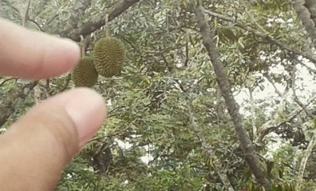 10 Foto Kebun Durian dan Wisata Edukasi Watu Simbar Semarang, Lokasi Alamat + Jam Buka 1600571776 776 10 Foto Kebun Durian dan Wisata Edukasi Watu Simbar Semarang - 10 Foto Kebun Durian dan Wisata Edukasi Watu Simbar Semarang, Lokasi Alamat + Jam Buka