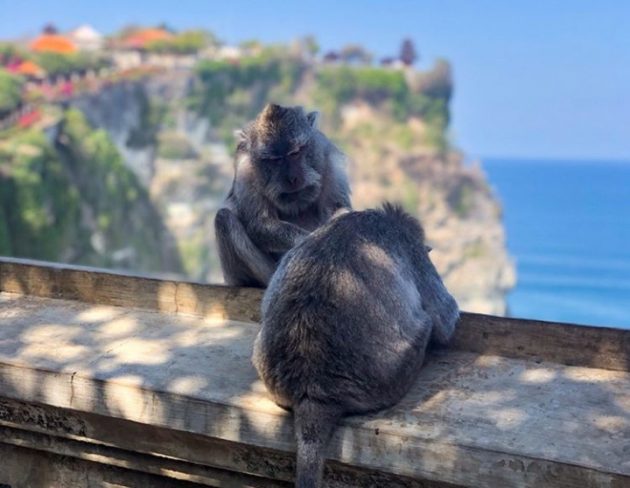 10 Foto Pura Luhur Uluwatu Temple Bali, Harga Tiket Masuk Wisata Sejarah Lokasi Terletak di Kabupaten Badung 1600881193 661 10 Foto Pura Luhur Uluwatu Temple Bali Harga Tiket Masuk - 10 Foto Pura Luhur Uluwatu Temple Bali, Harga Tiket Masuk Wisata Sejarah Lokasi Terletak di Kabupaten Badung